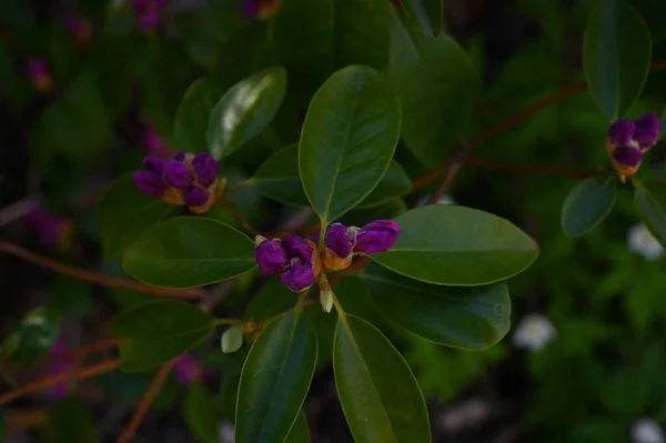 Close Purple Rhododendron Buds Blurred Background — Stock Photo, Image