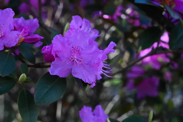 Close Uma Flor Rododendro Roxo — Fotografia de Stock