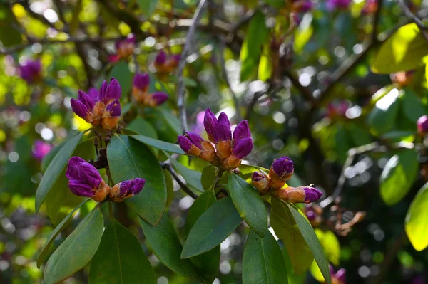 Close Purple Rhododendron Buds Blurred Background — Stock Photo, Image