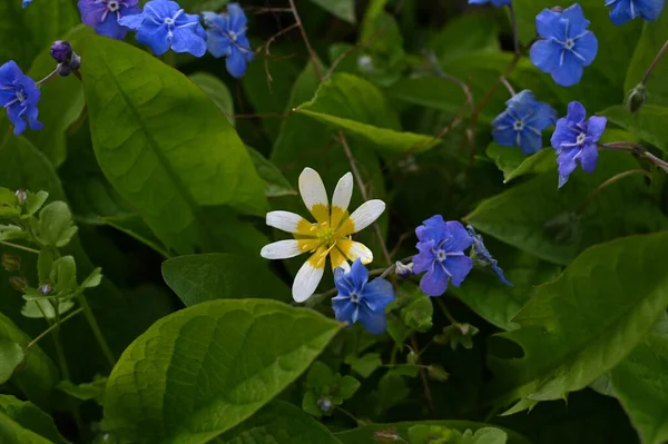 꽃으로 둘러싸인 데이지의 — 스톡 사진