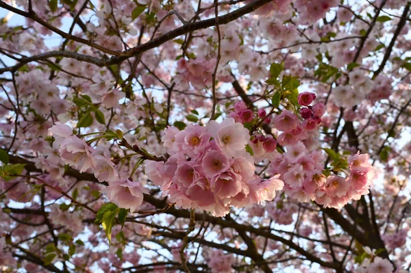 Close Uma Árvore Cerejeira Japonesa Flores Sakura Flor — Fotografia de Stock