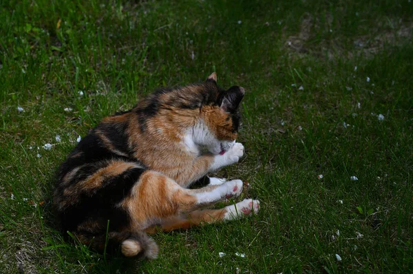 Calico Gato Com Casaco Tri Color Lava Pata Enquanto Deitado — Fotografia de Stock