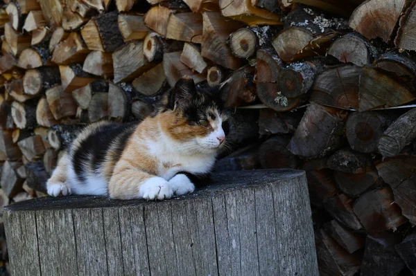 Calico Gato Com Casaco Tri Color Está Deitado Bloco Madeira — Fotografia de Stock