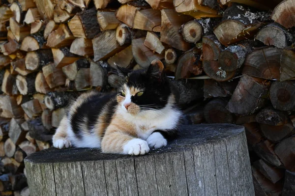 코트를 고양이가 산등성 — 스톡 사진