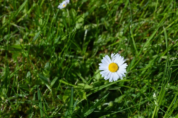 Witte Madeliefje Bloem Groene Gras Achtergrond Vlakke Lay Bovenaanzicht — Stockfoto