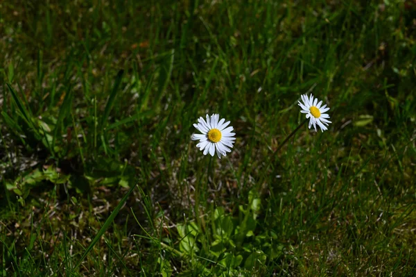 Twee Witte Madeliefjes Bloemen Groene Gras Achtergrond Vlakke Lay Bovenaanzicht — Stockfoto