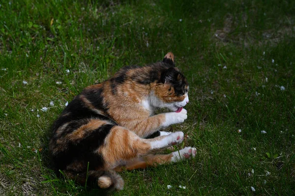 Calico Gato Com Casaco Tri Color Lava Pata Enquanto Deitado — Fotografia de Stock