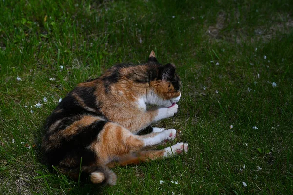 Calico cat with tri-color coat washes the paw while lying on the lawn.