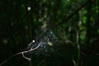 Ağaç dalları arasında bulanık arka planda bir ormanda örümcek ağı.