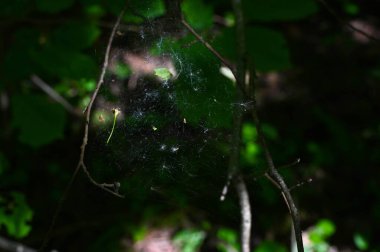 Ağaç dalları arasında bulanık arka planda bir ormanda örümcek ağı.