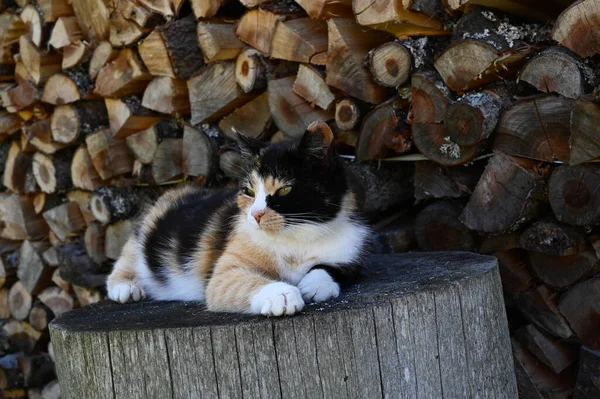 Calico Gato Com Casaco Tri Color Está Deitado Bloco Madeira — Fotografia de Stock