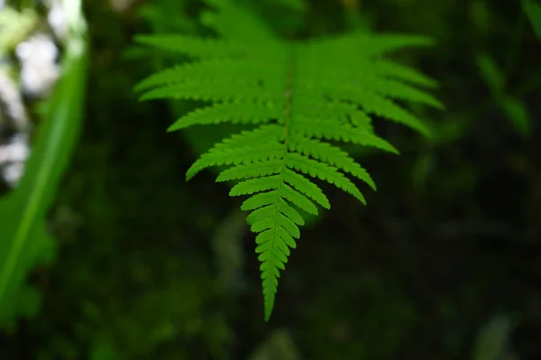 Nahaufnahme Eines Grünen Farns Sommer Wald Unklarer Hintergrund — Stockfoto