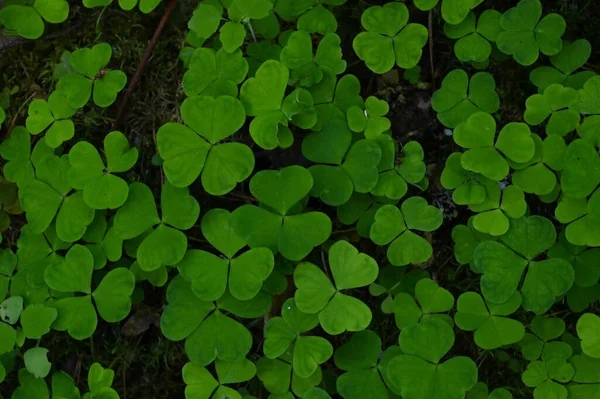 Three Leaf Clover Forest Moss Covered Soil Top View — Stock Photo, Image