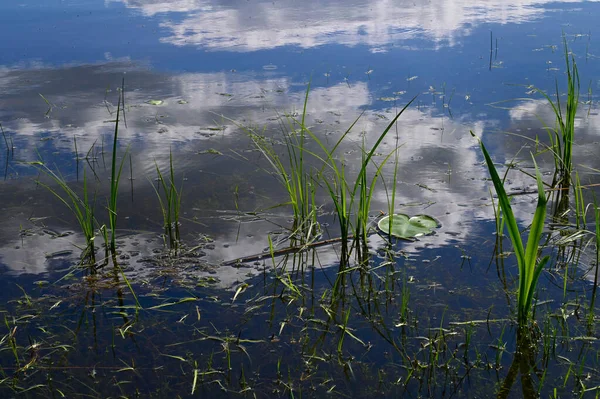 Algas Marinas Orilla Del Lago Con Hojas Lirio Agua —  Fotos de Stock