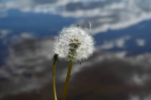 湖の岸にあるタンポポの花の綿毛のクローズアップでは 空が水に反射しています — ストック写真