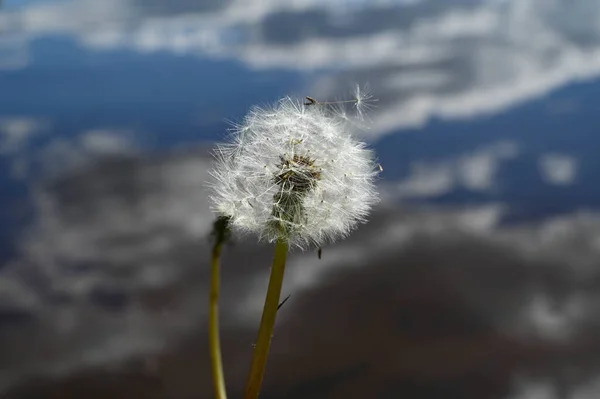 Primer Plano Pelusa Flores Diente León Orilla Del Lago Que — Foto de Stock