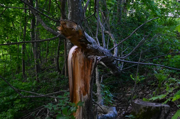 Close-up of a broken tree in the forest