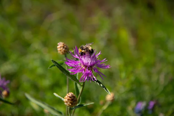 A bumblebee on a flower of the red clover (trifolium pratense).