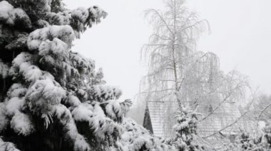 Çam ağaçları ve yükselmek kış kar yağışı kar kaplı