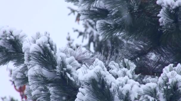 Neve tempestade inverno árvore do tempo — Vídeo de Stock
