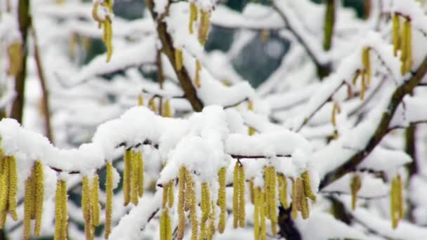 Árbol cubierto de nieve durante el invierno — Vídeo de stock