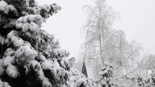 Invierno nevadas abetos cubiertos de nieve y azotea — Vídeo de stock