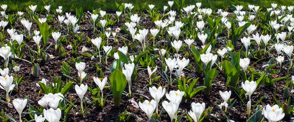 Ranunkel elegancia ranunculus narancssárga makró — Stock Fotó