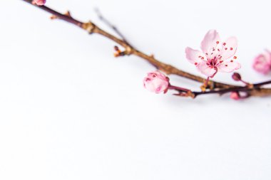 Beyaz arka plan bahar uyanış sembolü Bloom izole