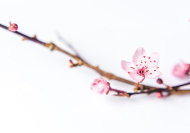 Beyaz arka plan bahar uyanış sembolü Bloom izole