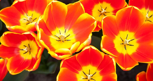 Rouge jaune Tulipes Macro Printemps Fond — Photo