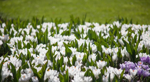 Betterave blanche à fleurs de crocus Jardins Keukenhof — Photo