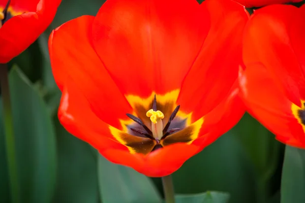 Red Tulip Macro Springtime Background Stock Picture