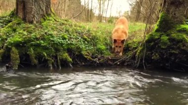 Nehrin karşısındaki köpek korkmuş yüzmek