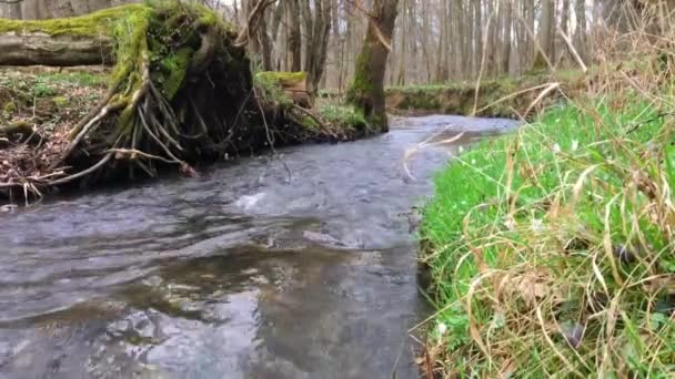 Natuur Flowing wateren in het bos — Stockvideo