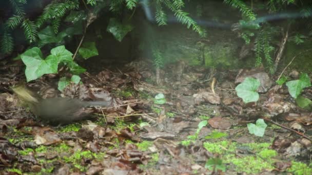 Blackbird female carries beak full of nesting material to the nest — Stock Video