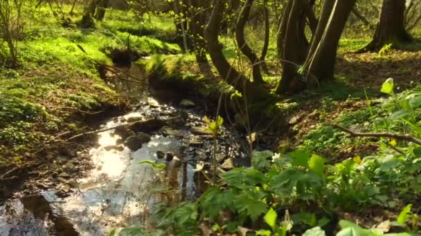 Nature Eaux qui coulent dans la forêt Eaux ondulantes 