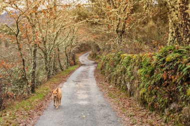 Yalnız köpek iz ormanda yürüyorduk