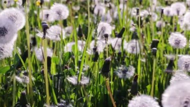 Karahindiba Rüzgar gibi geçti