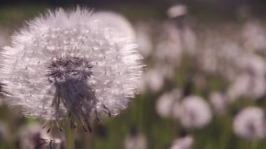 Karahindiba Rüzgar gibi geçti 