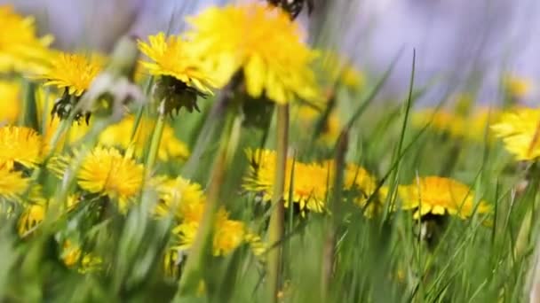 Weide paardebloem natuur wilde bloemen in bloei — Stockvideo