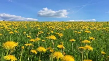çayır doğa kır çiçekleri blooming karahindiba 