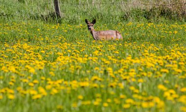 sarı çiçek alan geyik