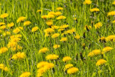 çiçek açan çayır karahindiba