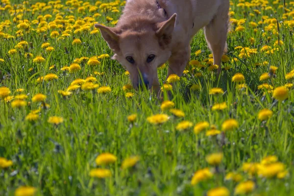 Dog walking through dandelions field — Stock Photo, Image
