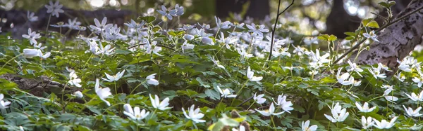 Blooming forest floor — Stock Photo, Image