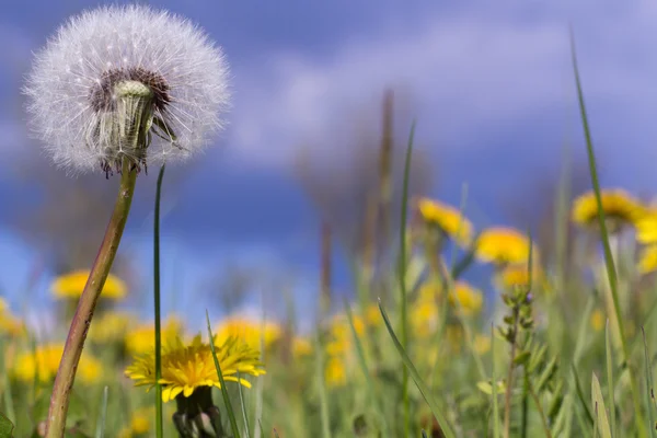 Ängen maskros blommande — Stockfoto