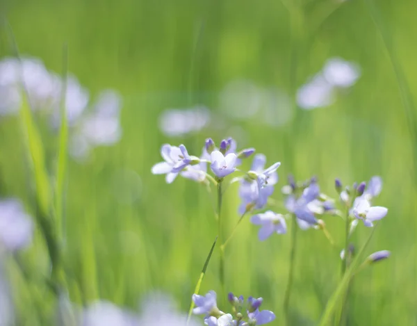Ромашки луг польових квітів поля — стокове фото