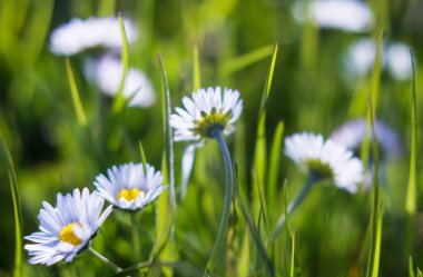 Papatyalar çayır kır çiçekleri alan