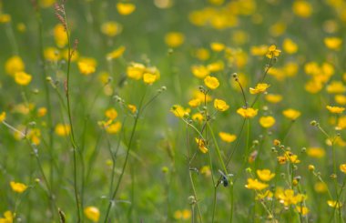 Sarı buttercup çayır