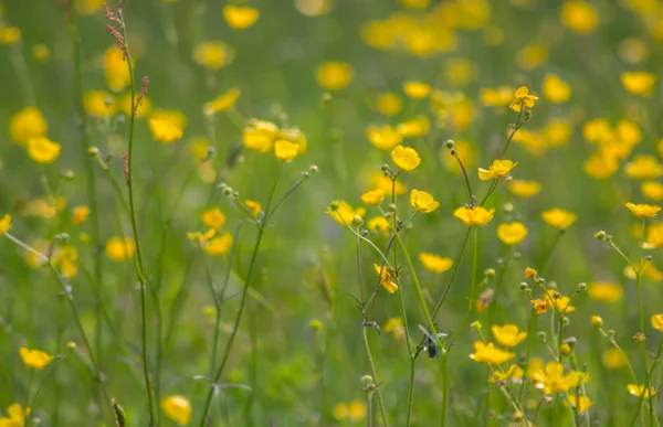 Yellow buttercup meadow — Stock Photo, Image